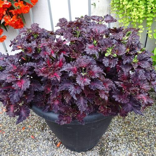 Premium Black Coleus Flower seeds for Planting Colorful Display, Heirloom & GMO Free Seeds for Home Garden seeds