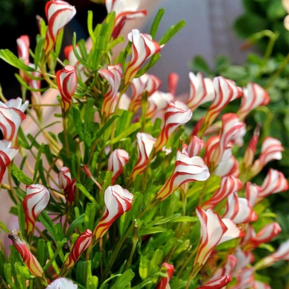 High quality Red White Candy Cane Flower seeds for Planting Wildflower Mix, Heirloom & GMO Free Seeds for Home Garden seeds pack
