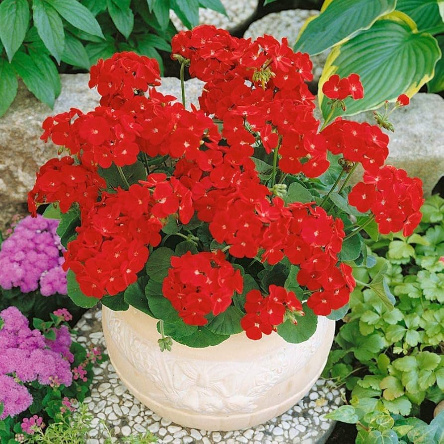 Maverick Scarlet Flower seeds for Planting Hardy Variety Heirloom & GMO Free Seeds for Home Garden