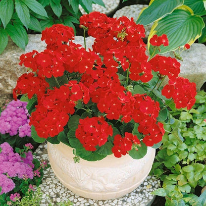 Maverick Scarlet Flower seeds for Planting Hardy Variety Heirloom & GMO Free Seeds for Home Garden