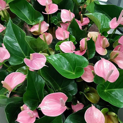 Anthurium Andraeanu Flower seeds for Planting Fragrant Blossoms Heirloom & GMO Free Seeds for Home Garden