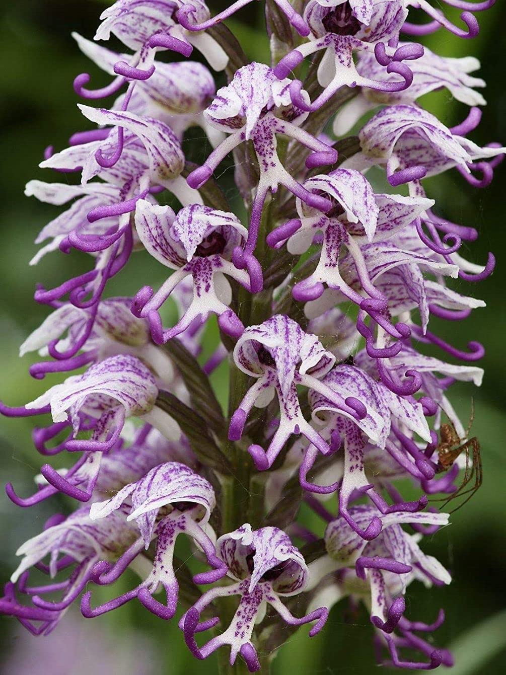 Premium White Man Orchid Flower seeds for Planting Low Maintenance, Heirloom & GMO Free Seeds for Home Garden seeds
