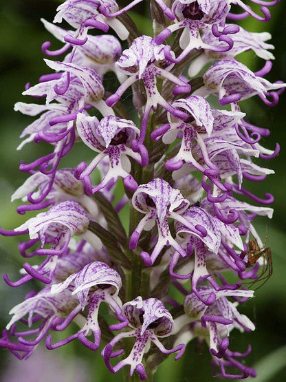 Purple Naked Man Orchid Flower seeds for Planting Perfect for Borders, Heirloom & GMO Free Seeds for Home Garden vegetable and garden seeds