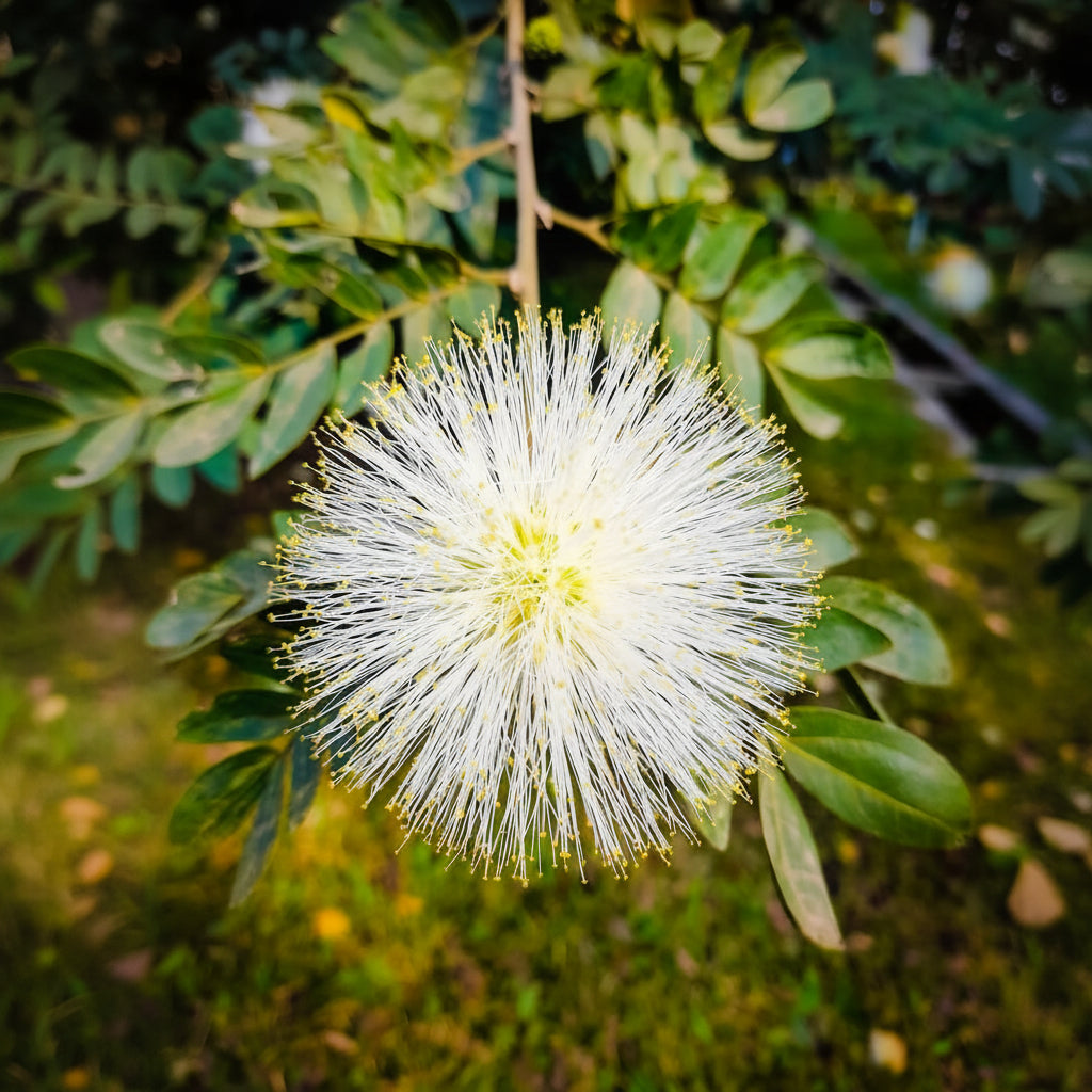 Mimosa Flower seeds for Planting Low Maintenance, Heirloom & GMO Free Seeds for Home Garden seeds for planting
