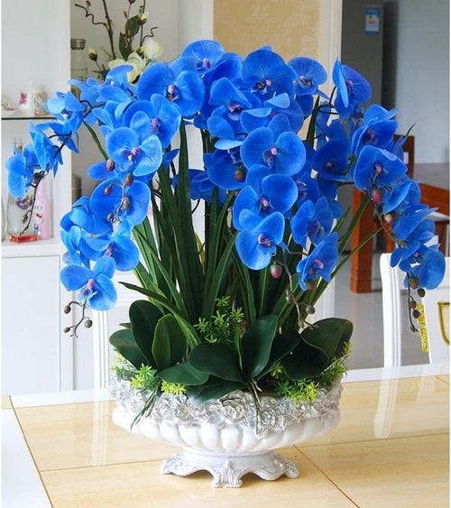 Blue Butterfly Orchid Flower seeds for Planting Long Bloom Season, Heirloom & GMO Free Seeds for Home Garden seeds for planting