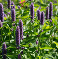 Agastache Rugosa Flower seeds for Planting Compact Growth, Heirloom & GMO Free Seeds for Home Garden seeds for planting