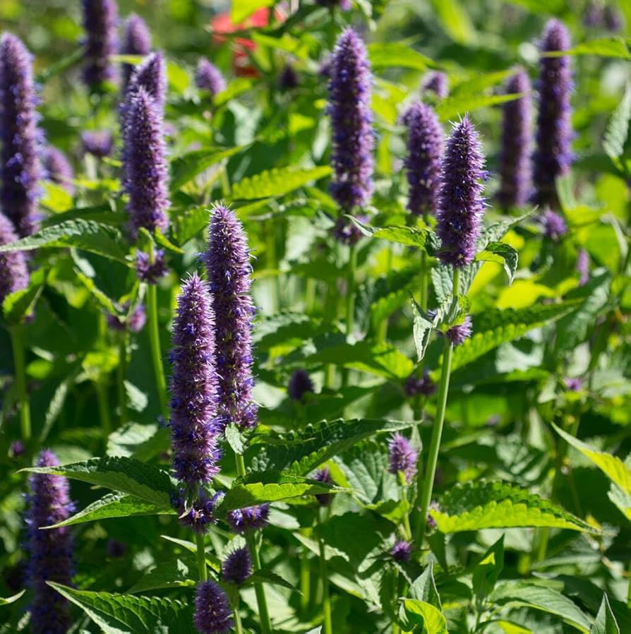 Agastache Rugosa Flower seeds for Planting Compact Growth, Heirloom & GMO Free Seeds for Home Garden seeds for planting