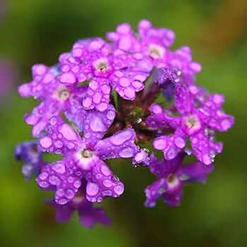 High quality Hastata Flower seeds for Planting Shade Tolerant, Heirloom & GMO Free Seeds for Home Garden seeds pack