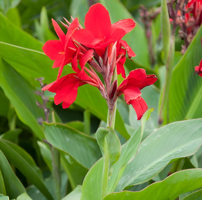 Pyrostegia Venusta Calathea Flower seeds for Planting Cut Flower Favorite Heirloom & GMO Free Seeds for Home Garden