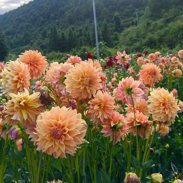 Dahlia Flower seeds for Planting Fragrant Blossoms Heirloom & GMO Free Seeds for Home Garden