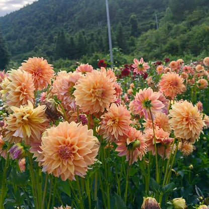Dahlia Flower seeds for Planting Fragrant Blossoms Heirloom & GMO Free Seeds for Home Garden