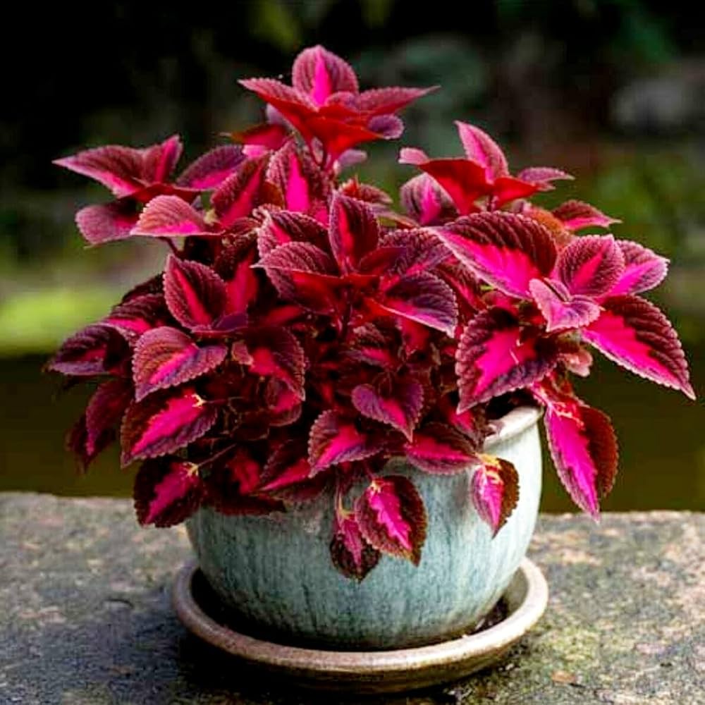 Red Coleus Flower seeds for Planting Sun Loving, Heirloom & GMO Free Seeds for Home Garden vegetable and garden seeds