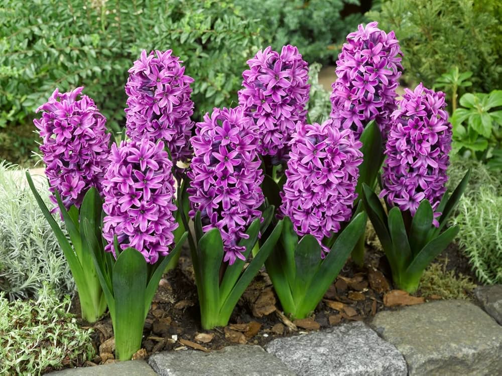 Burgundy Hyacinth Flower seeds for Planting Cottage Garden Essential, Heirloom & GMO Free Seeds for Home Garden vegetable and garden seeds
