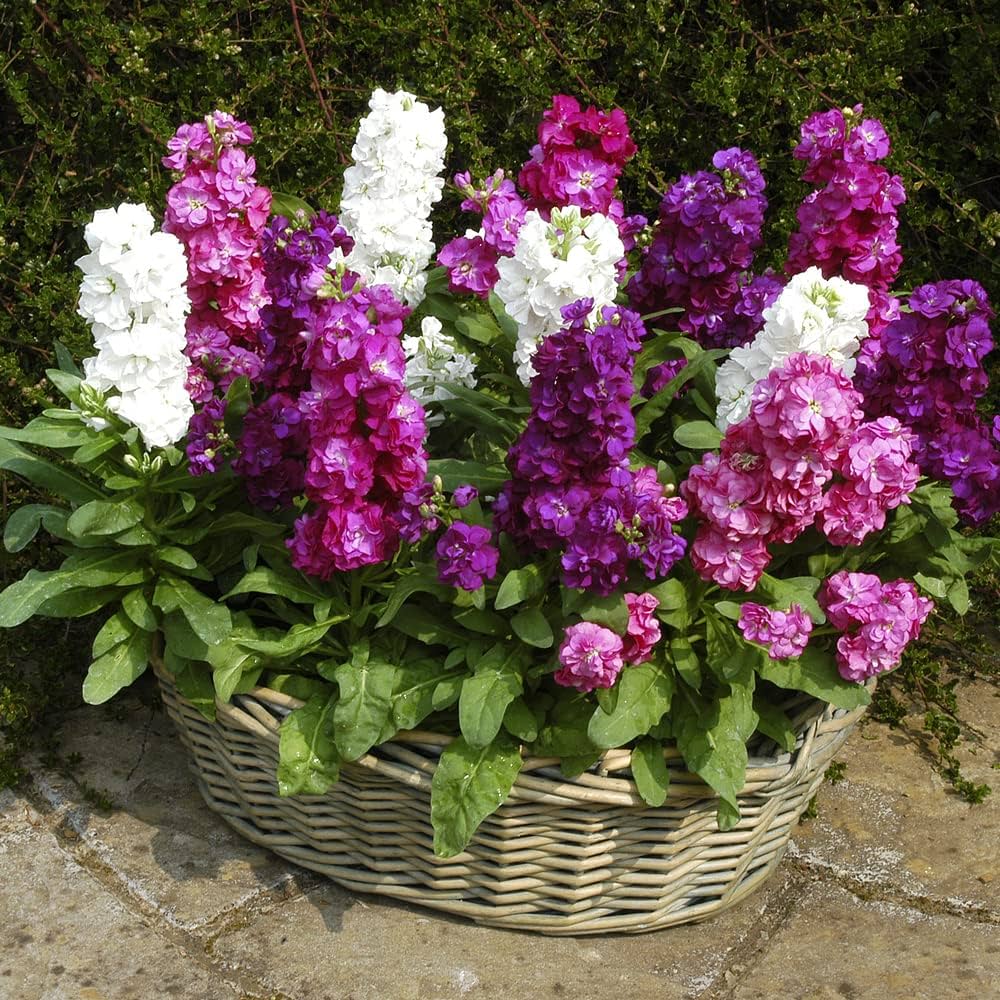 Light Pink Matthiola Flower seeds for Planting Colorful Display, Heirloom & GMO Free Seeds for Home Garden vegetable and garden seeds