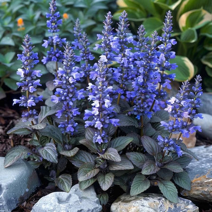 Blue Ajuga Reptans Flower seeds for Planting - Shade Tolerant, Heirloom & GMO Free Seeds for Home Garden