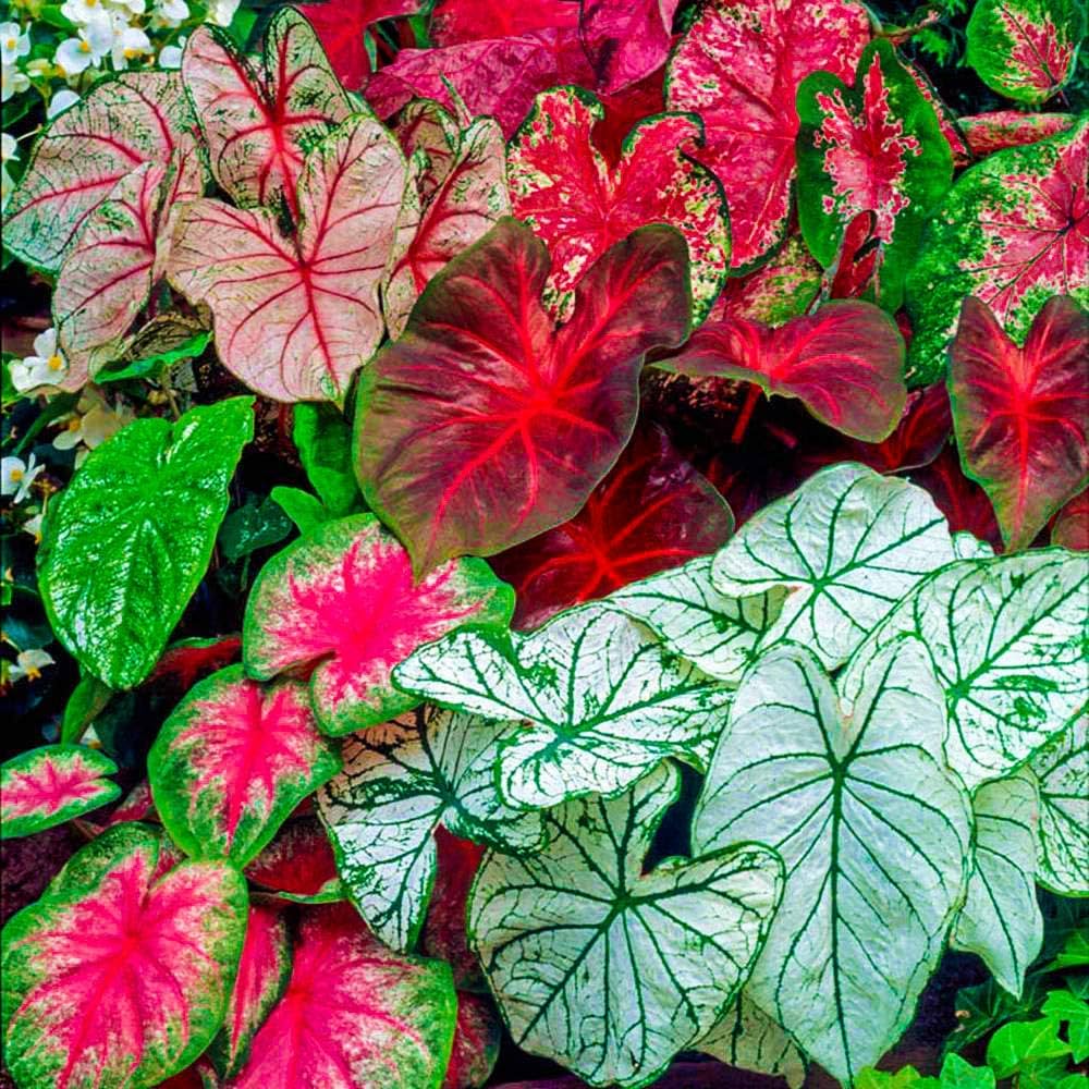 Mixed Colour Caladium Flower seeds for Planting - Garden Favorite, Heirloom & GMO Free Seeds for Home Garden