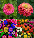 Mixed Oenothera Biennis Flower seeds for Planting Cut Flower Favorite, Heirloom & GMO Free Seeds for Home Garden seeds for planting