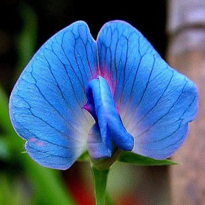 Light Blue Sweet Pea Flower seeds for Planting Compact Growth Heirloom & GMO Free Seeds for Home Garden