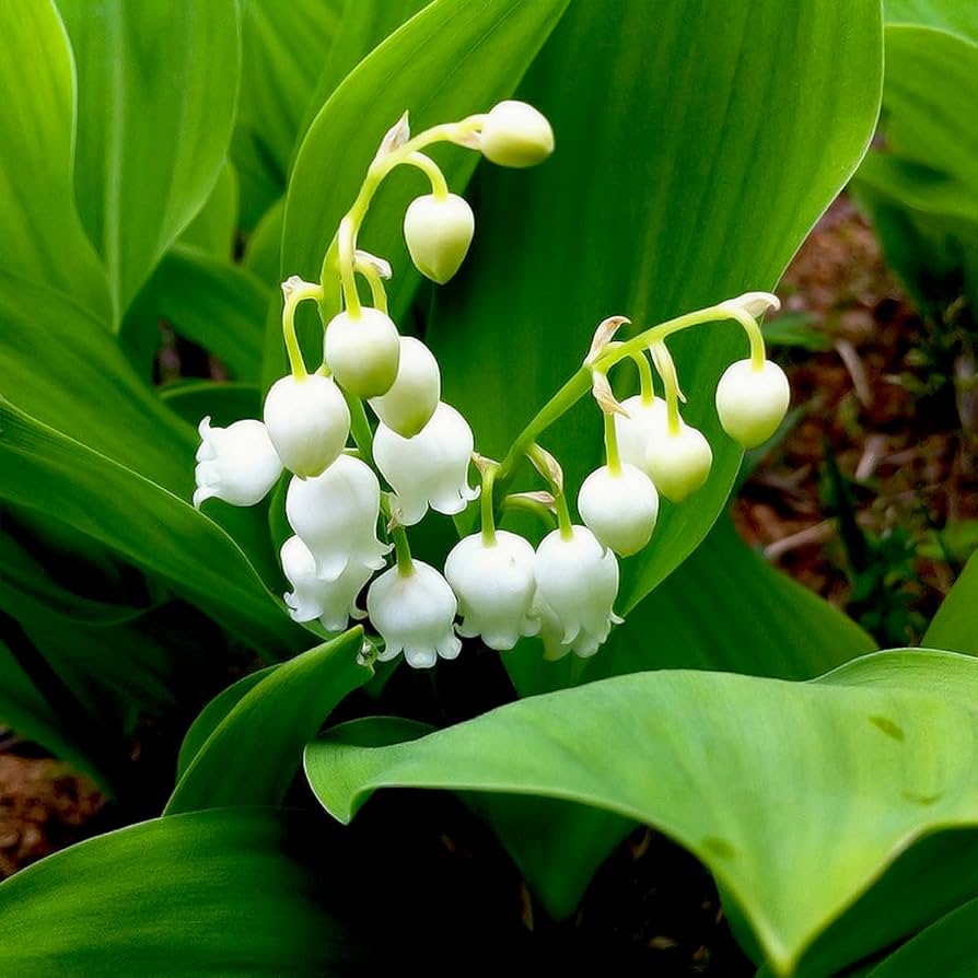 White Bell Orchid Seeds for Planting