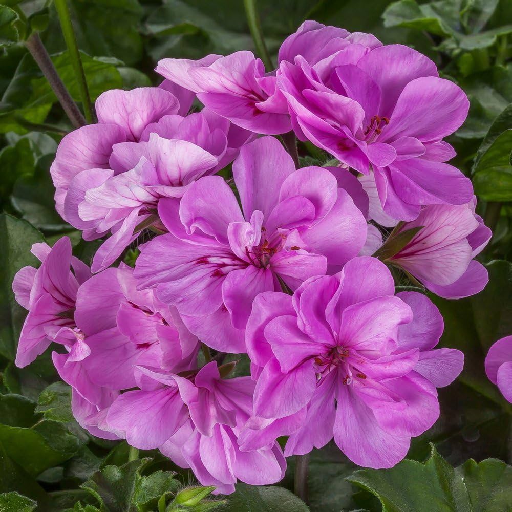 Premium Purple Geranium Flower seeds for Planting Cottage Garden Essential, Heirloom & GMO Free Seeds for Home Garden seeds