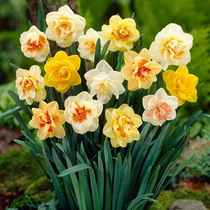 Mixed Daffodil Seeds For Planting - Multi-Color Blooms Flower