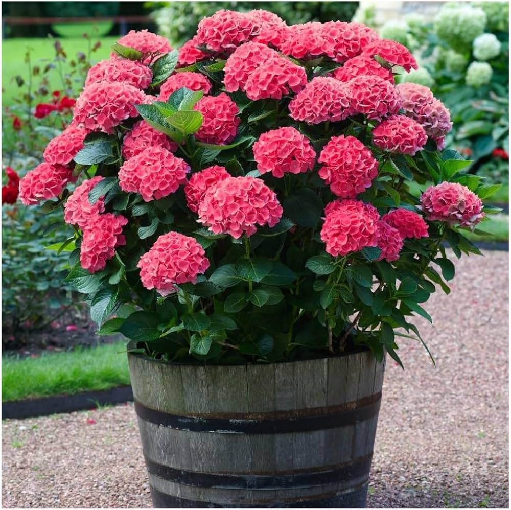 Green & Red Hydrangea Flower seeds for Planting Easy to Grow, Heirloom & GMO Free Seeds for Home Garden vegetable and garden seeds