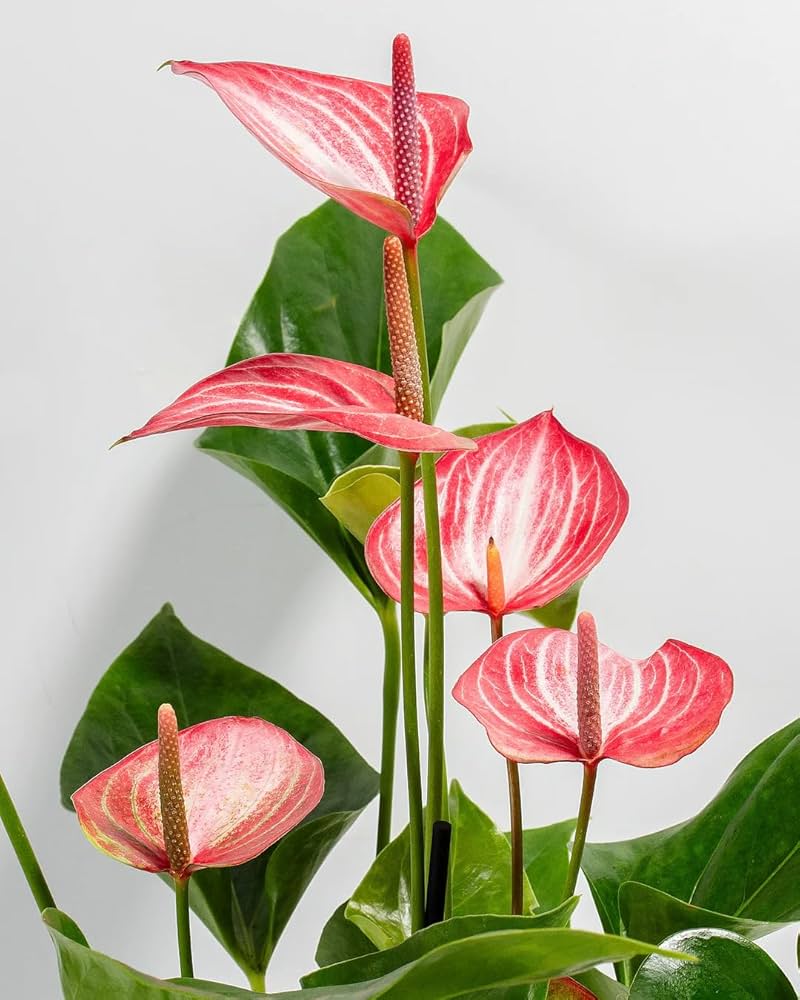 Pink Anthurium Seeds Flower seeds for Planting Drought Tolerant, Heirloom & GMO Free Seeds for Home Garden vegetable and garden seeds