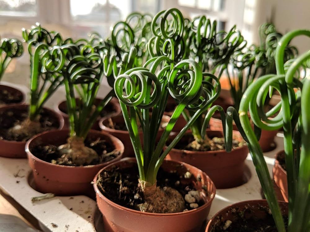 Curly Twisted Flower seeds for Planting Perfect for Borders, Heirloom & GMO Free Seeds for Home Garden vegetable and garden seeds