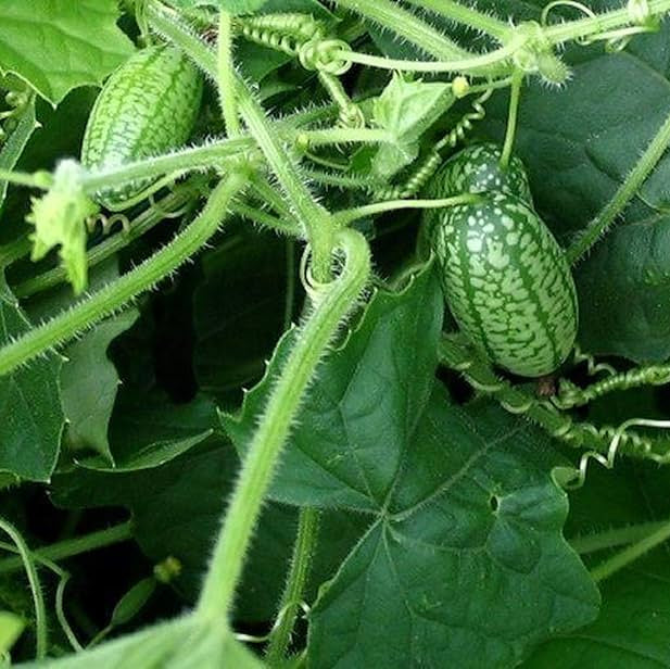 Cucamelon (Melothria scabra) Mouse Melon Mexican Gherkin Mini Watermelon Cucumber Fruit Vine Seeds