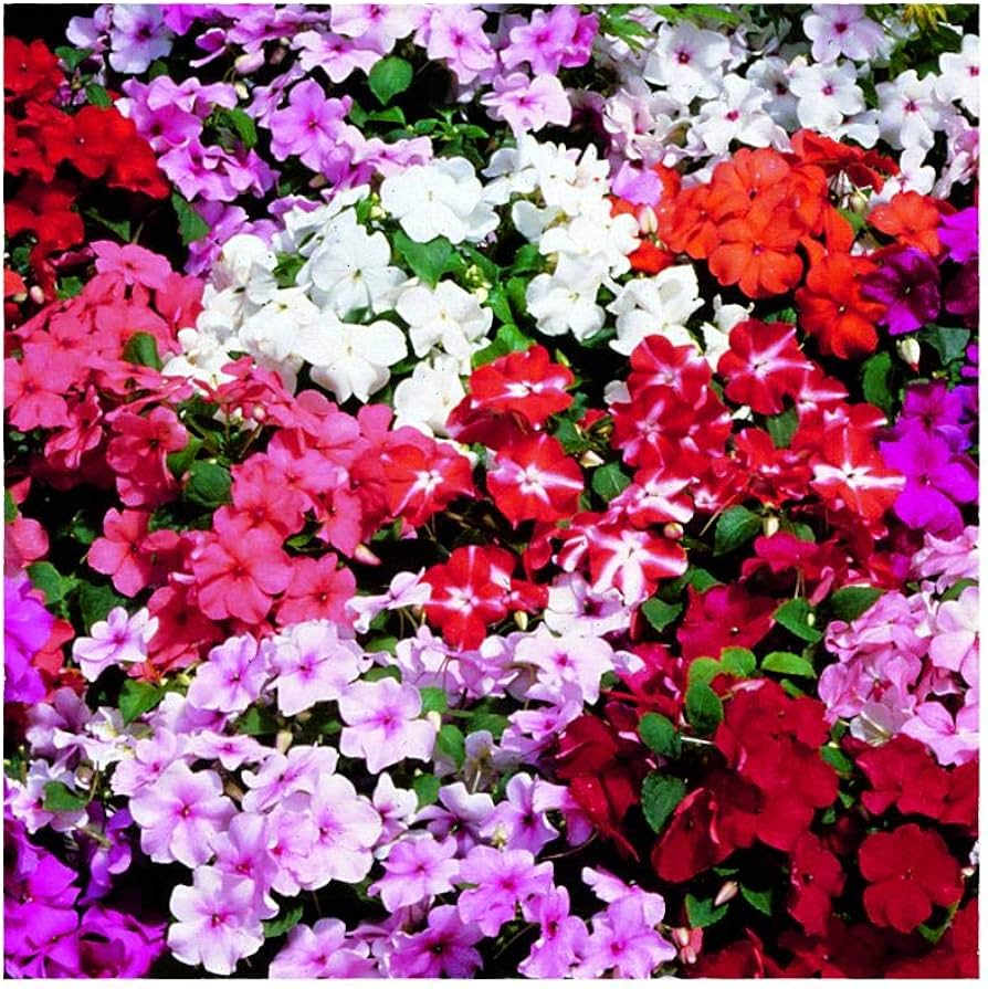 Impatiens Flower seeds for Planting Wildflower Mix Heirloom & GMO Free Seeds for Home Garden