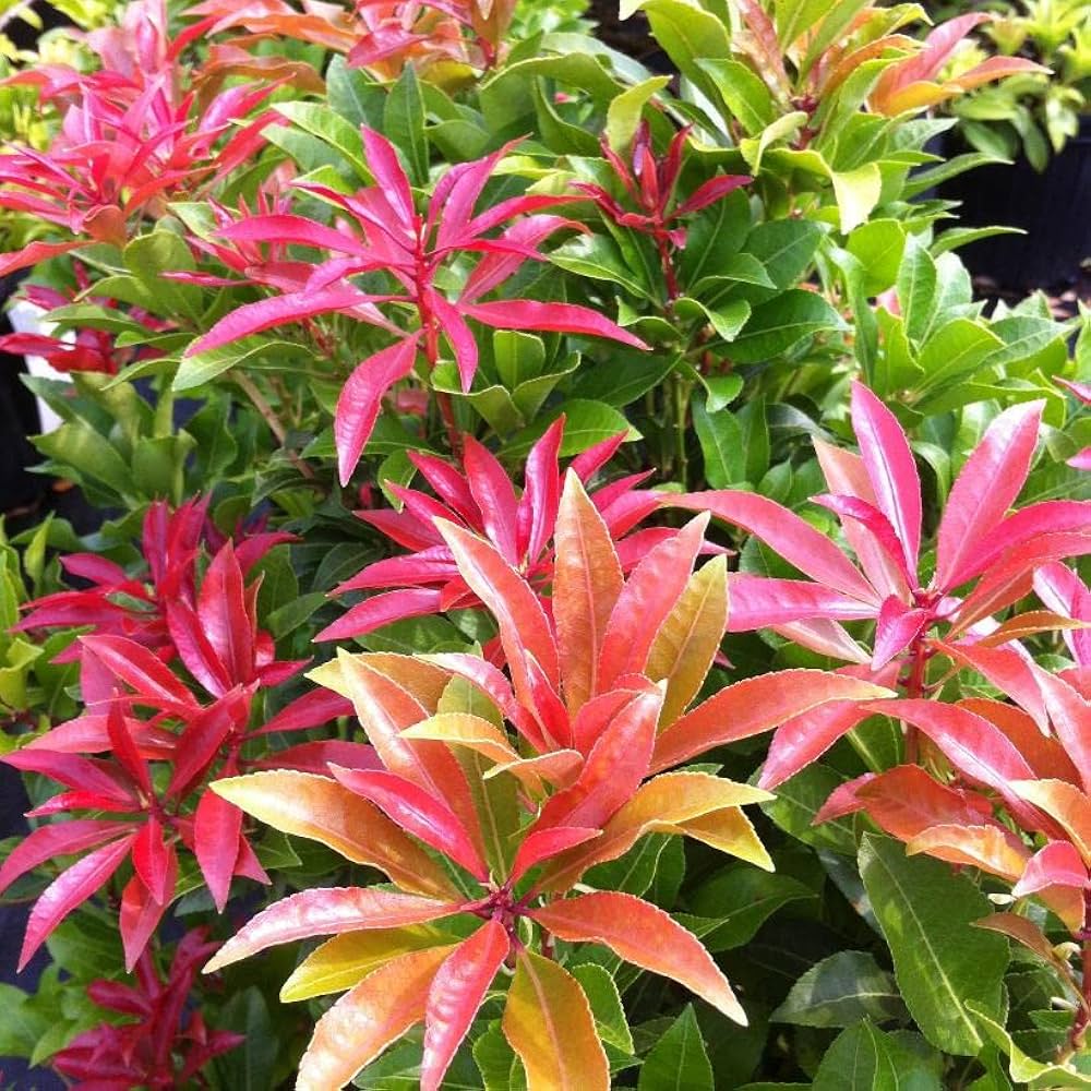 Red Photinia Flower seeds for Planting Bright Blooms, Heirloom & GMO Free Seeds for Home Garden vegetable and garden seeds
