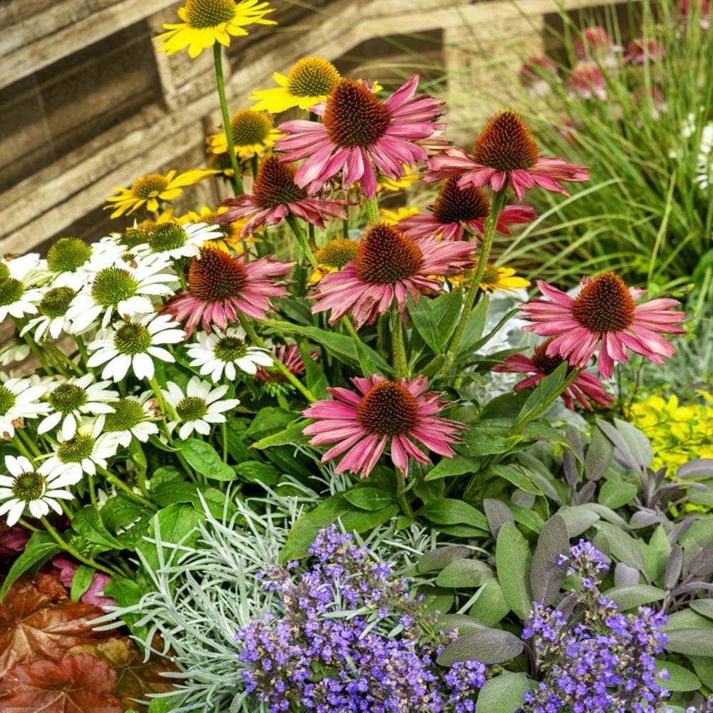 Echinacea Lustre Flower seeds for Planting Sun Loving Heirloom & GMO Free Seeds for Home Garden