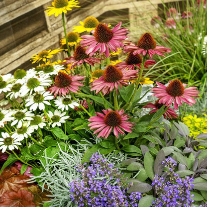 Echinacea Lustre Flower seeds for Planting Sun Loving Heirloom & GMO Free Seeds for Home Garden