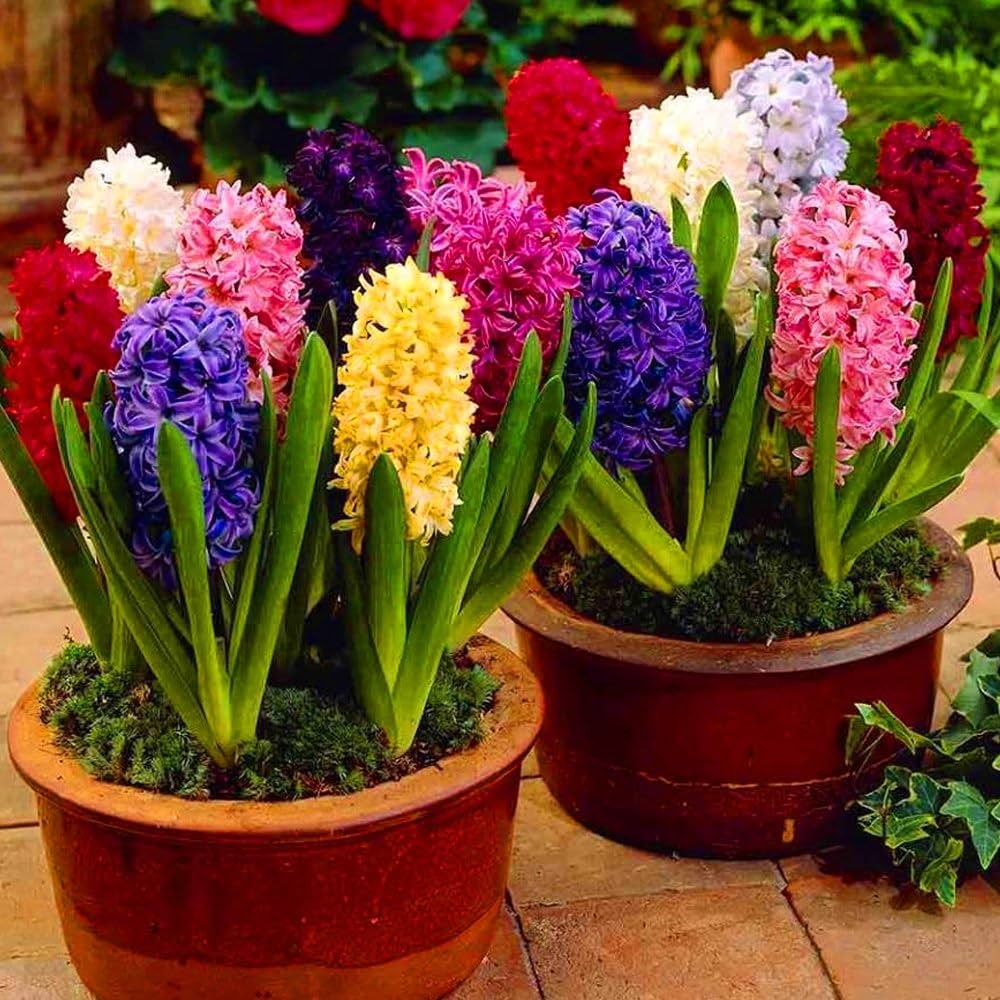 Hyacinth Flower seeds for Planting Colorful Display, Heirloom & GMO Free Seeds for Home Garden vegetable and garden seeds
