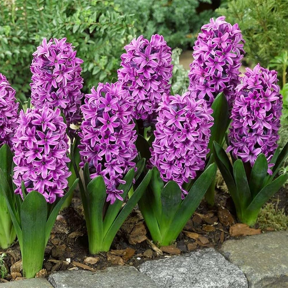 Premium Lavender Hyacinth Flower seeds for Planting Perfect for Borders, Heirloom & GMO Free Seeds for Home Garden seeds