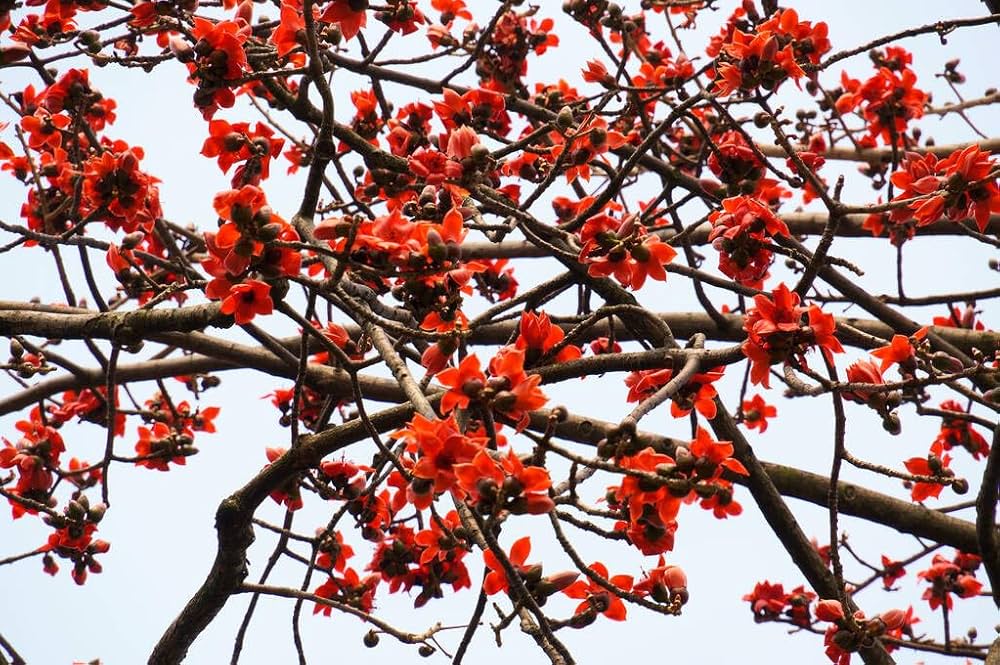 Ceiba Flower seeds for Planting Shade Tolerant, Heirloom & GMO Free Seeds for Home Garden vegetable and garden seeds