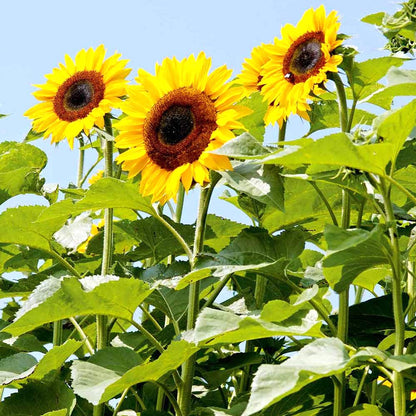 Sunflower Flower seeds for Planting Hardy Variety Heirloom & GMO Free Seeds for Home Garden