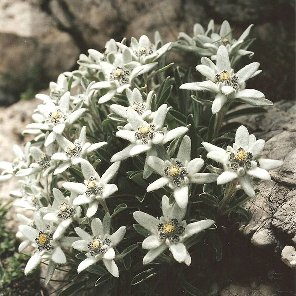 White Crimson Rim Flower seeds for Planting - Pollinator Friendly, Heirloom & GMO Free Seeds for Home Garden