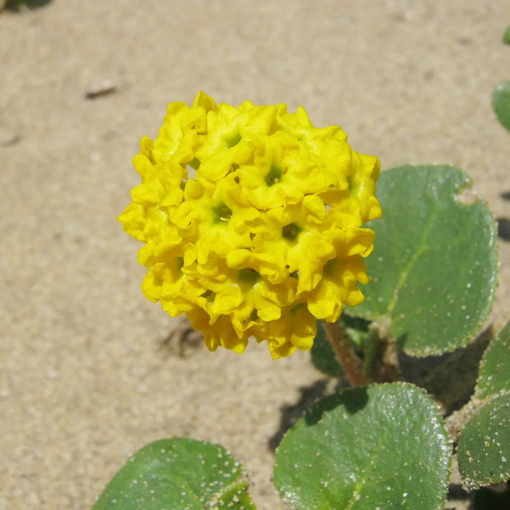 Yellow Verbena Didyma Flower seeds for Planting Compact Growth, Heirloom & GMO Free Seeds for Home Garden vegetable and garden seeds