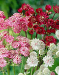 Mixed Astrantia Flower seeds for Planting Shade Tolerant, Heirloom & GMO Free Seeds for Home Garden seeds for planting