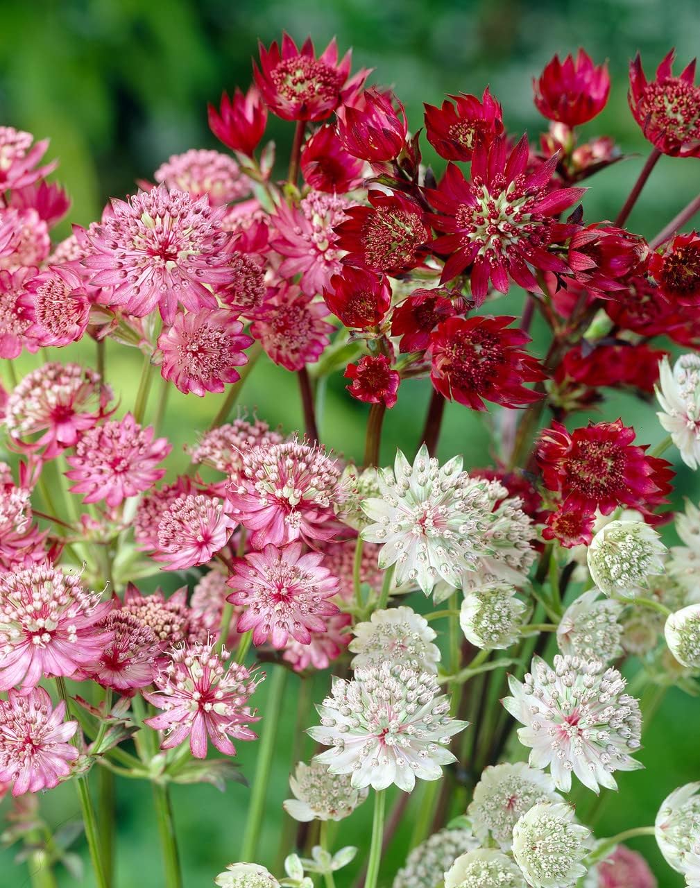Mixed Astrantia Flower seeds for Planting Shade Tolerant, Heirloom & GMO Free Seeds for Home Garden seeds for planting