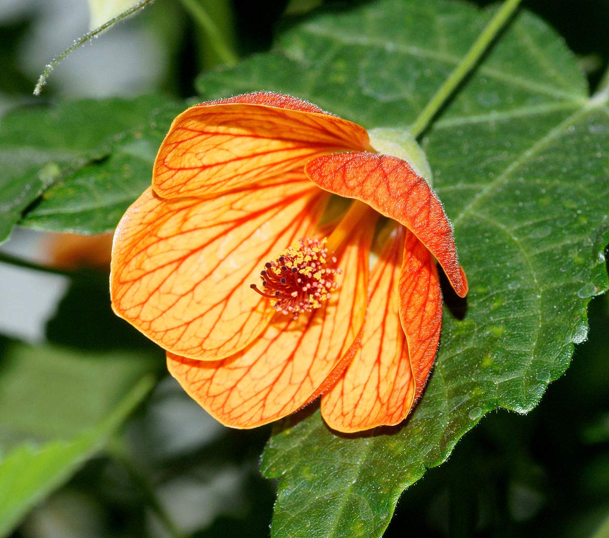 Yellow Red Abutilon Flower seeds for Planting Low Maintenance, Heirloom & GMO Free Seeds for Home Garden seeds for planting