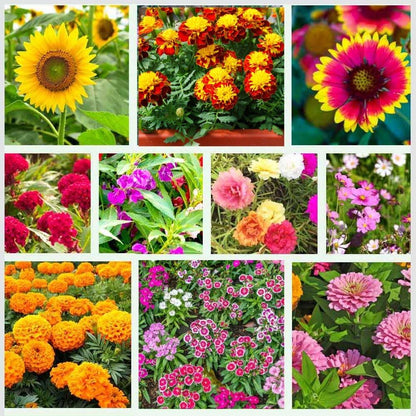 Perennial Flower seeds for Planting Cottage Garden Essential Heirloom & GMO Free Seeds for Home Garden
