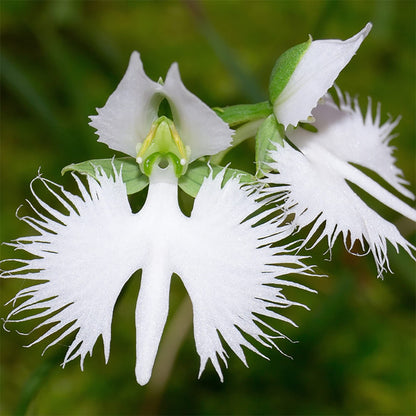 Radiata Orchid Flower seeds for Planting Bright Blooms Heirloom & GMO Free Seeds for Home Garden