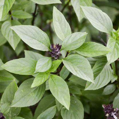 Blue Basil Seeds For Planting - Grow Your Own Flavorful Herb Plant Seeds