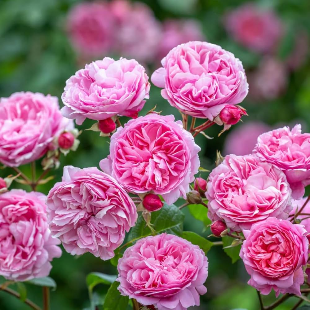 Premium Heirloom Damask Rose Flower seeds for Planting Bright Blooms, Heirloom & GMO Free Seeds for Home Garden seeds