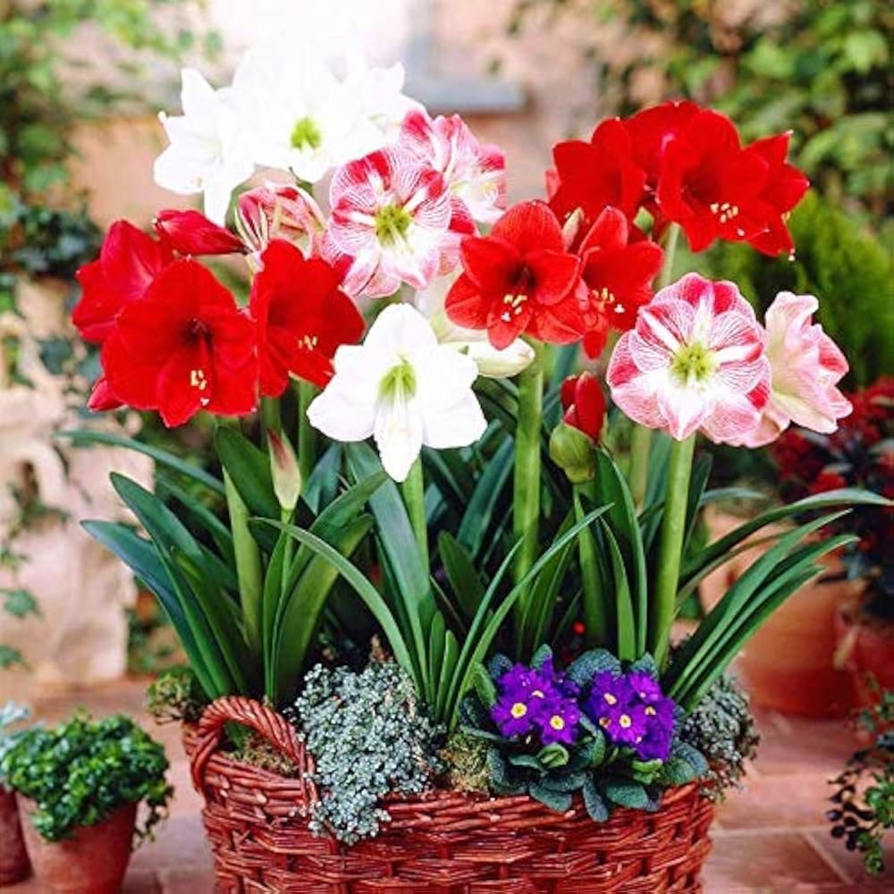 Hippeastrum Flower seeds for Planting Wildflower Mix, Heirloom & GMO Free Seeds for Home Garden vegetable and garden seeds