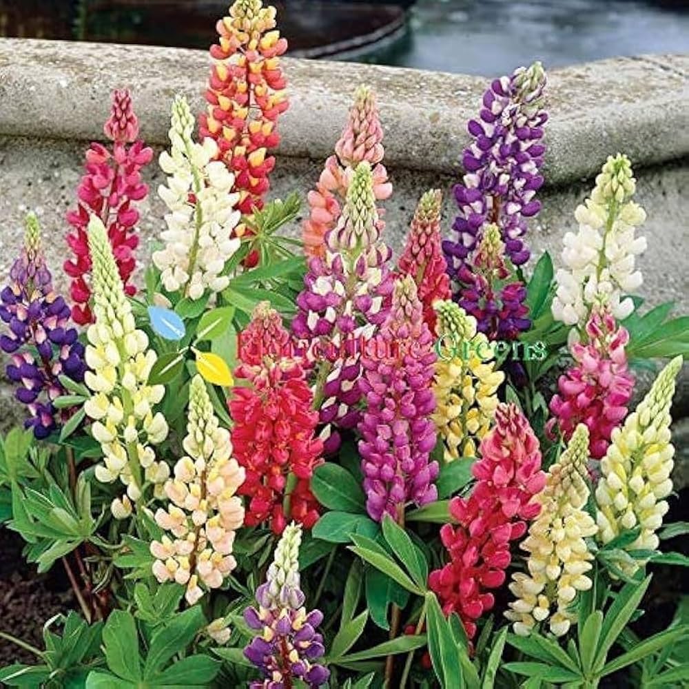 Premium Light Pink Lupine Flower seeds for Planting Drought Tolerant, Heirloom & GMO Free Seeds for Home Garden seeds
