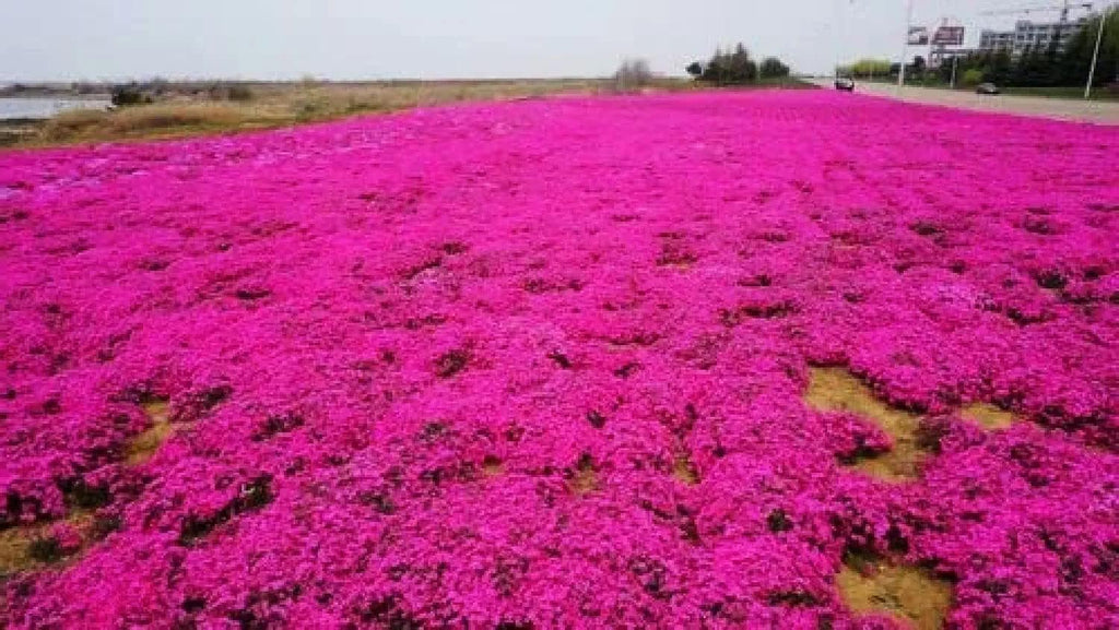 Red Creeping Flower seeds for Planting Pollinator Friendly, Heirloom & GMO Free Seeds for Home Garden vegetable and garden seeds