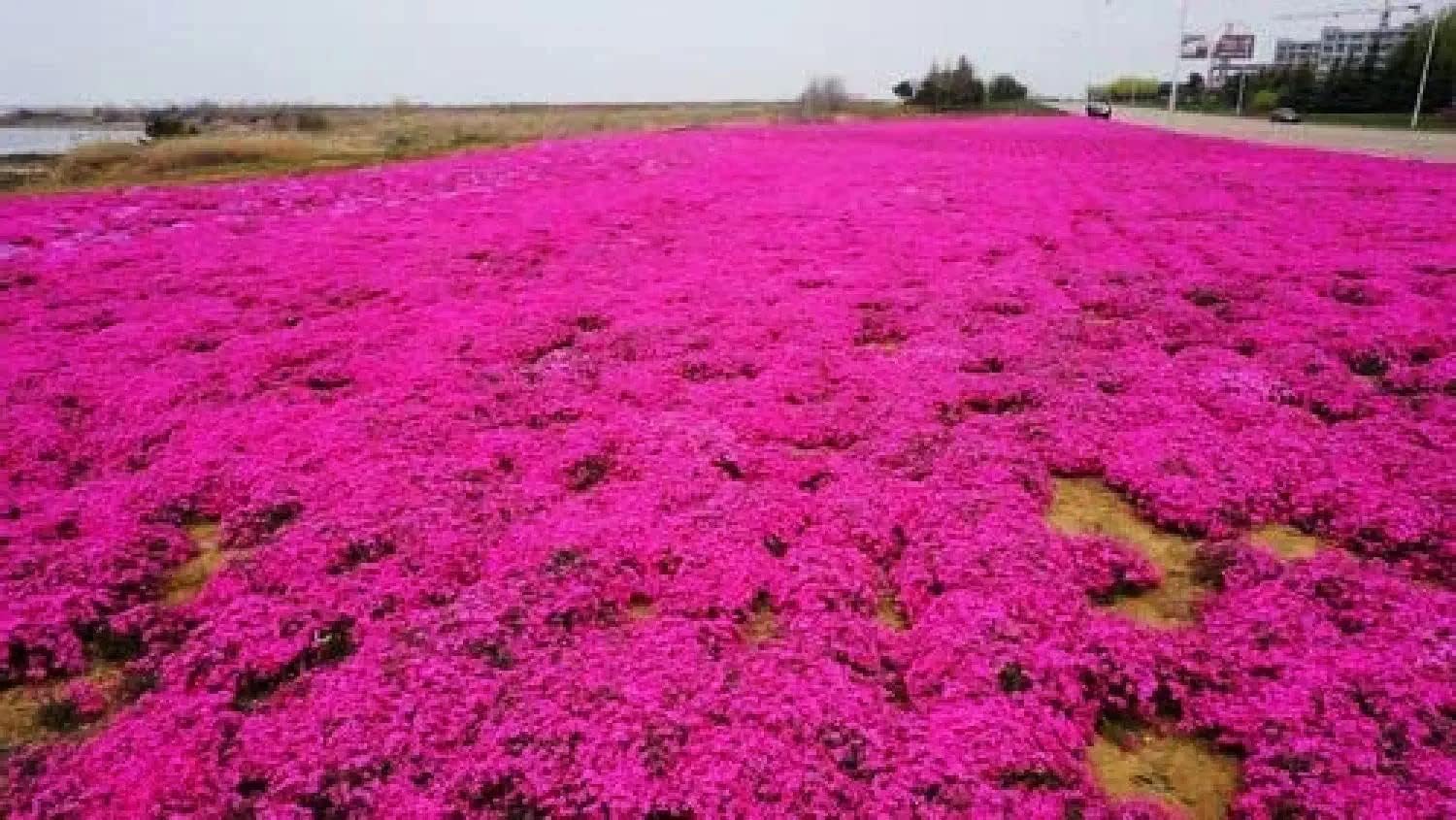 Red Creeping Flower seeds for Planting Pollinator Friendly, Heirloom & GMO Free Seeds for Home Garden vegetable and garden seeds